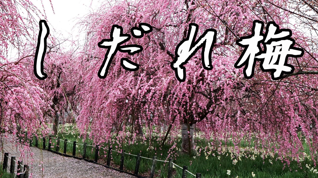 《しだれ梅》　小雨降る梅林
