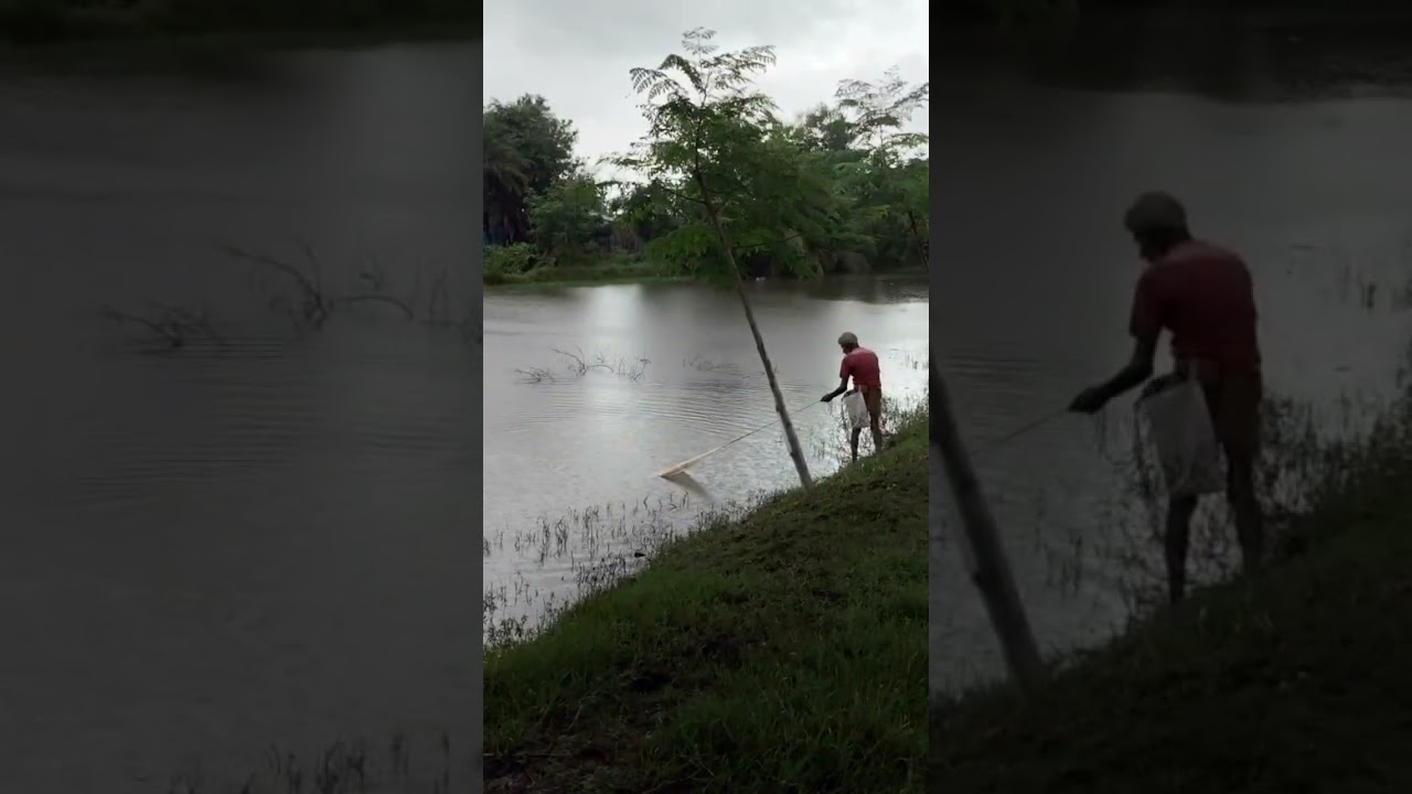 কতো মাছ পেলো জেলে কাকু 