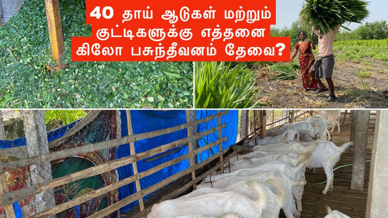 40 தாய் ஆடுகள் மற்றும் குட்டிகளுக்கு எத்தனை கிலோ பசுந்தீவனம் தேவை? Green fodder for goats