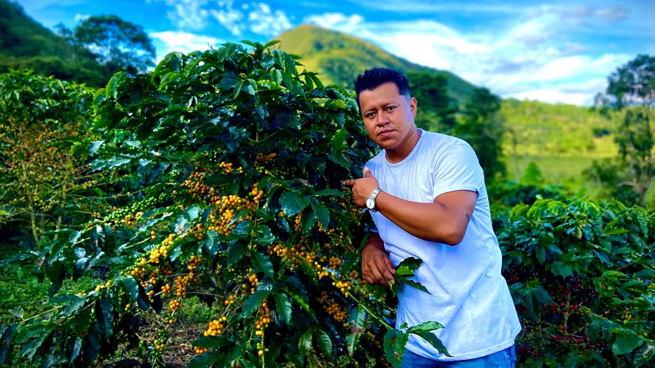 Conocías La Variedad Colombia Con Buena Producción Y Excelente Rentabilidad