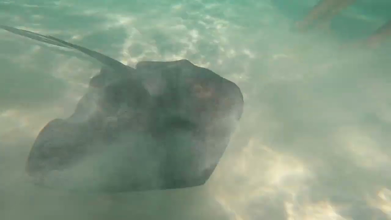 Mexico Tour - Swimming with Stingrays 