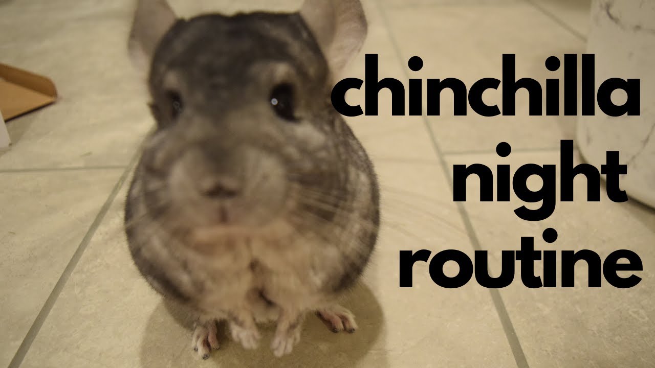 Night Routine With Two Chinchillas