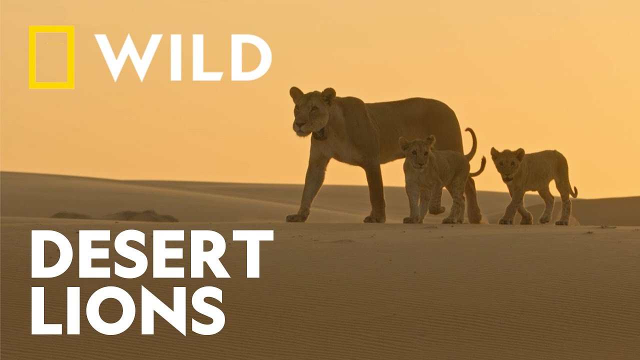 Namibia's Desert Lions | The Real Lion King | National Geographic WILD UK