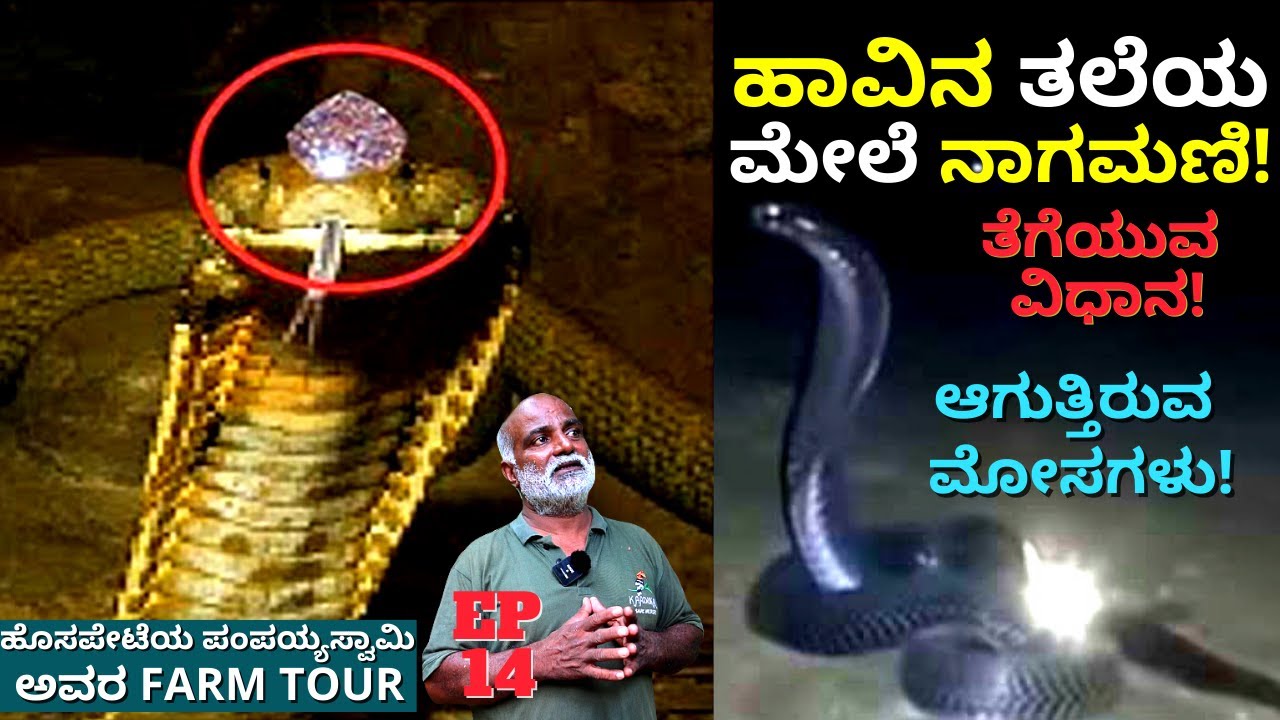 Snake Diamond-