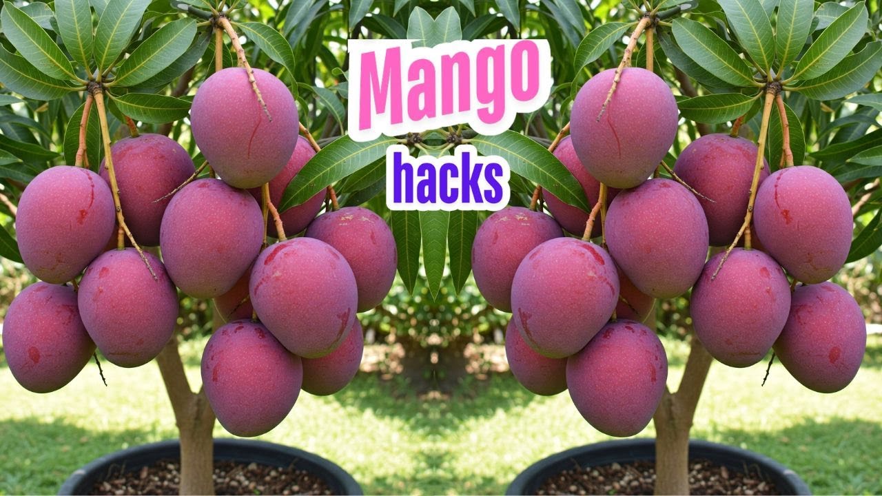 LIVE🔴🌿Best Way to Grow Mango Tree in Pots or Ground (Tried & Tested) #livestream #live