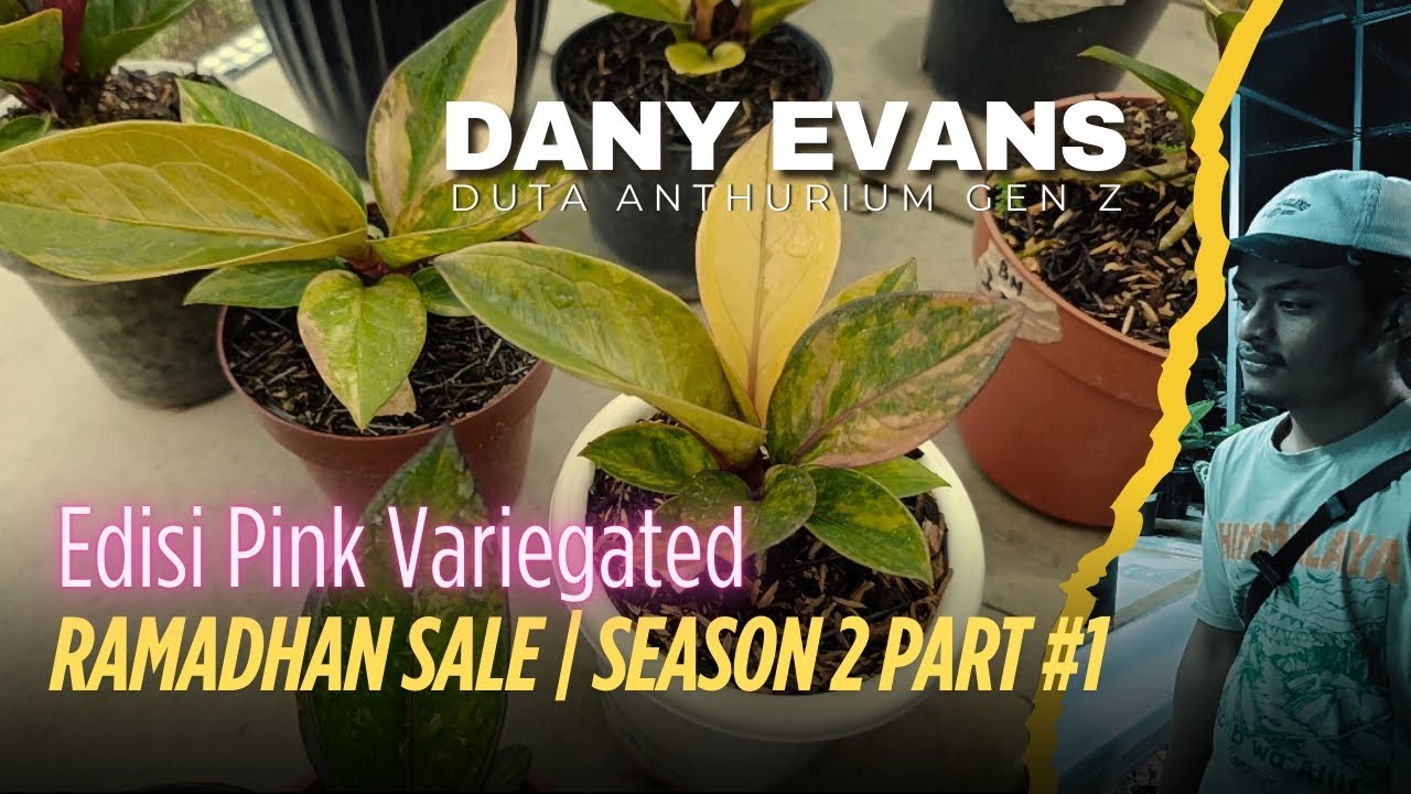 Anthurium Jemani Pink Variegated | Edisi Ramadhan sale