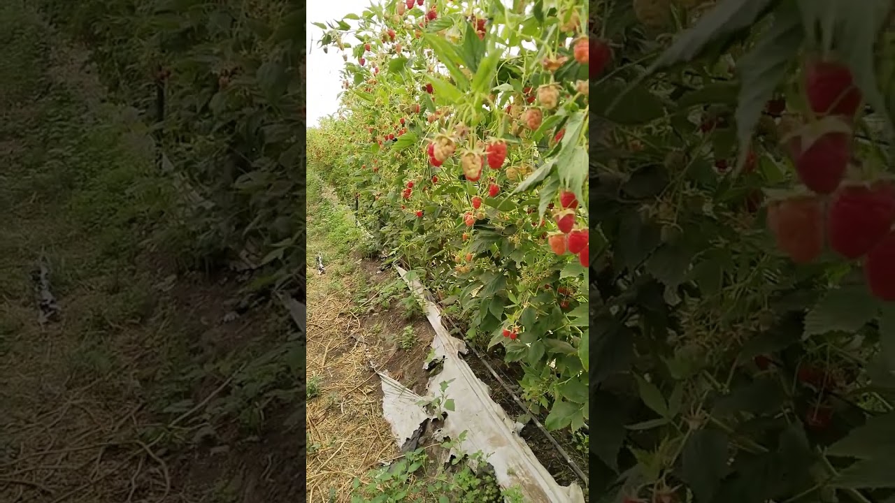 las plantas de frambuesa
