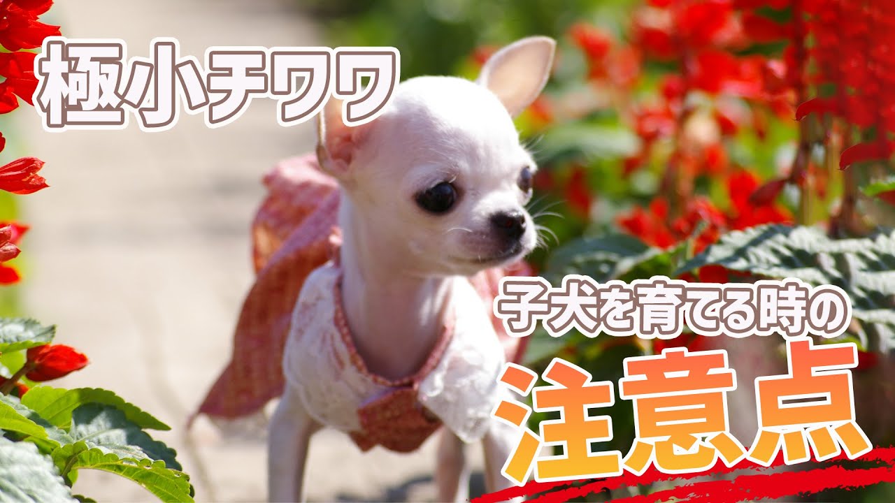 極小チワワの子犬を育てるときの注意点～チワワの赤ちゃんを飼う前に知って欲しい事～