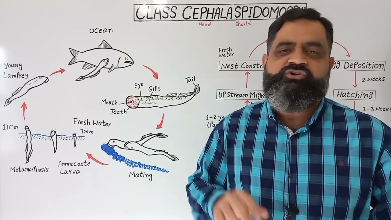 Aganathans English medium @ Prof Masood fuzail | Class Cephalaspidomorphi | Life Cycle of Lamprey