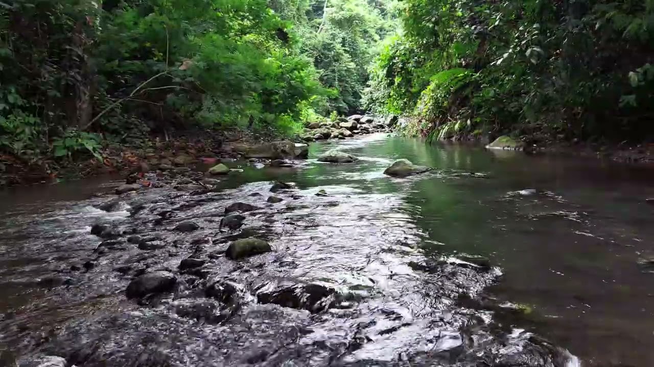 Relaxing Jungle Stream Sounds with Continuous Natural Water Flow