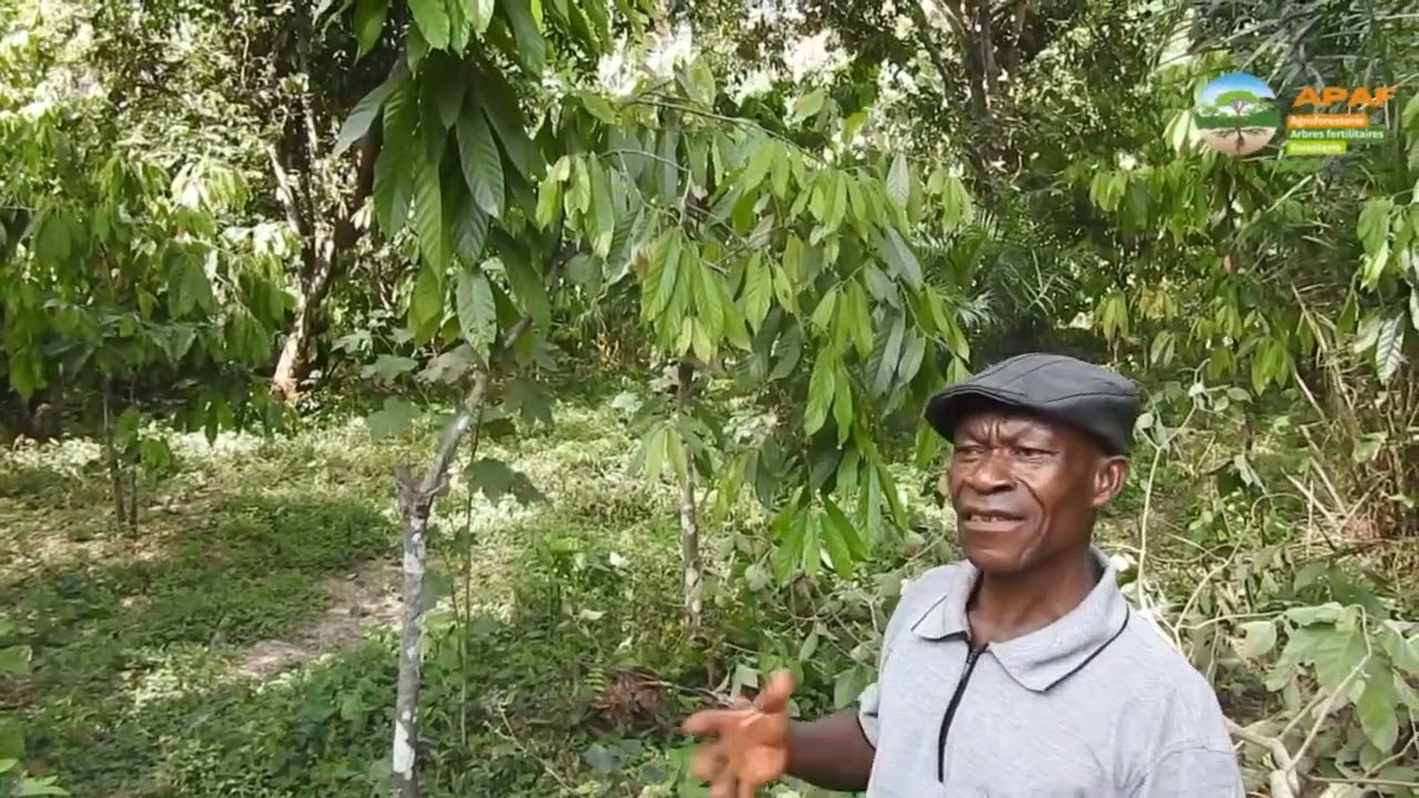 @apafinternationale718 interview d'un producteur de cacao dans le Wawa