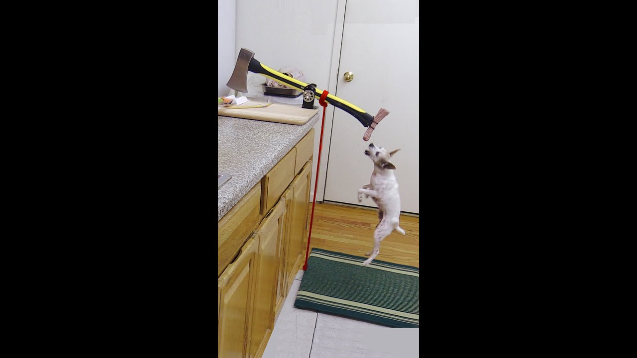 Quick Turkey-Stuffing Hack (Dog-Powered!)