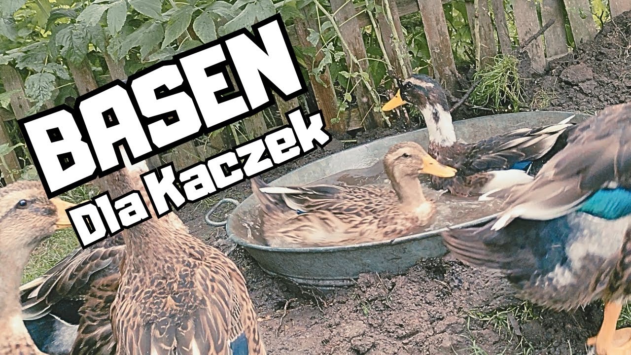 Basen Dla Kaczek - Kaczki W Wodzie A Króliki W Zagrodzie | DOMOWY ZWIERZYNIEC 6