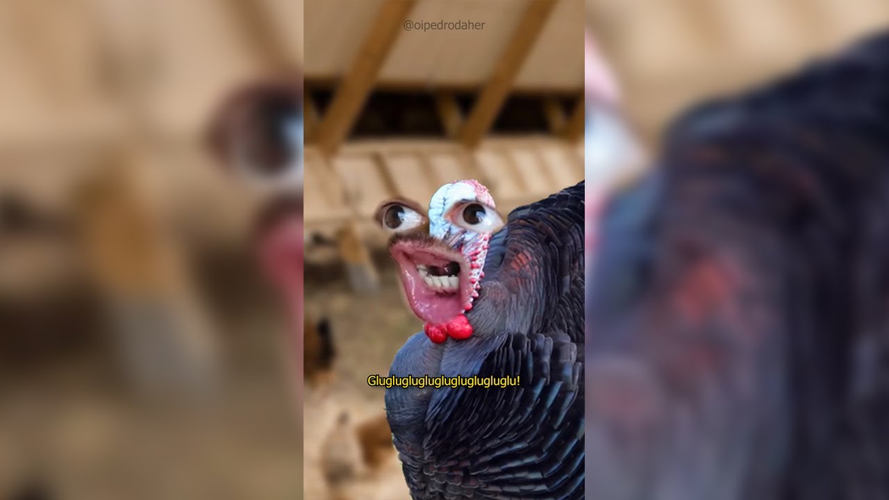 Peru 🦃