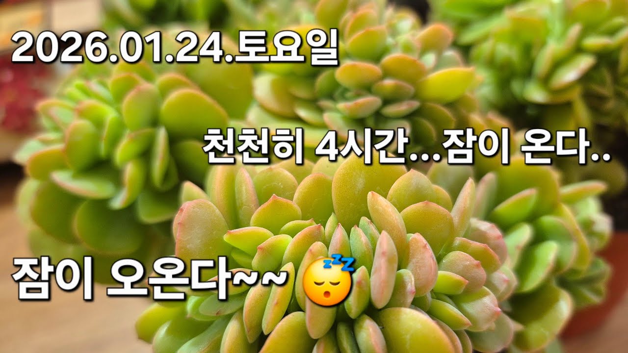 고양 구름다육 라이브 방송