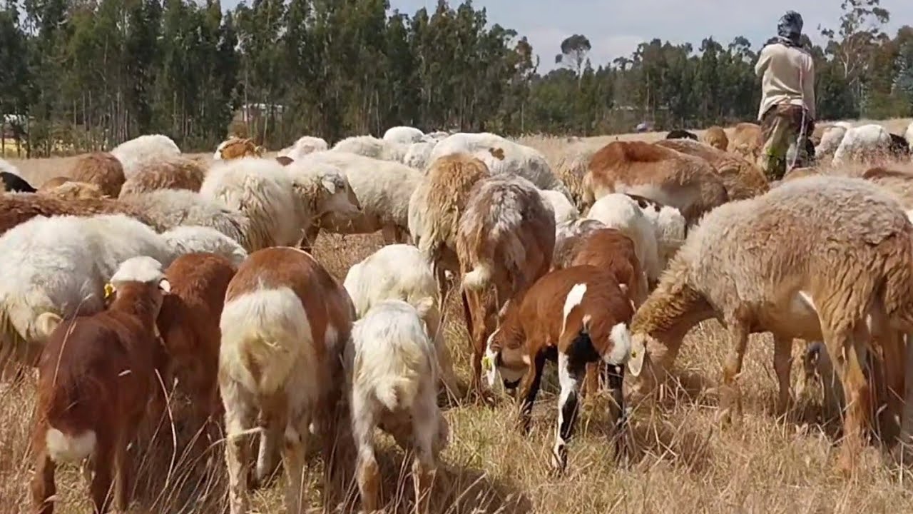 አዋጭ የቢዝነስ ወሬ ልንገራቹህ | በግ ማርባት እጅግ አዋጭ ነው! | #sheep #goat #sheepgoatfarm