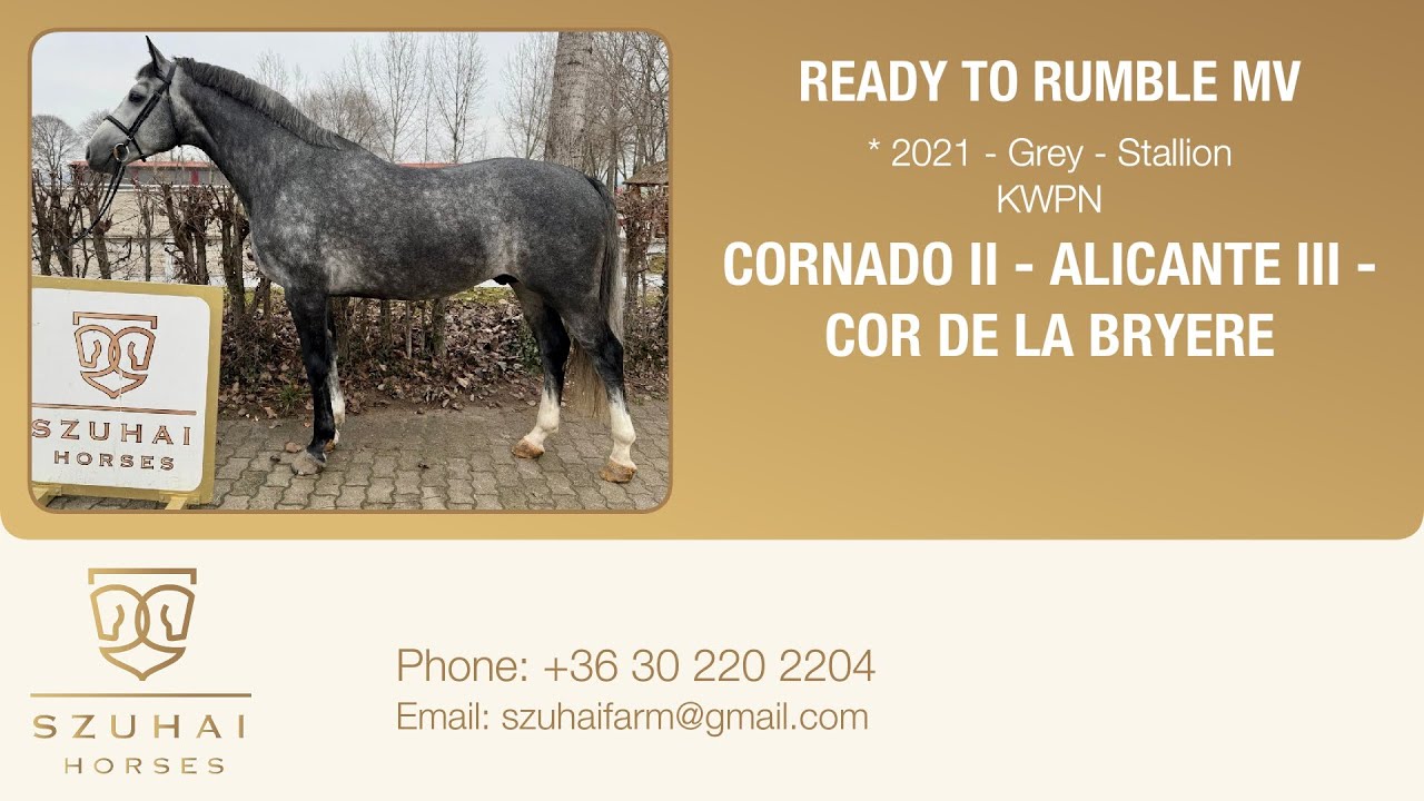 CORNADO II/CORNET OBOLENSKY x ALICANTE/CASALL 2020 STALLION HORSE FOR SALE