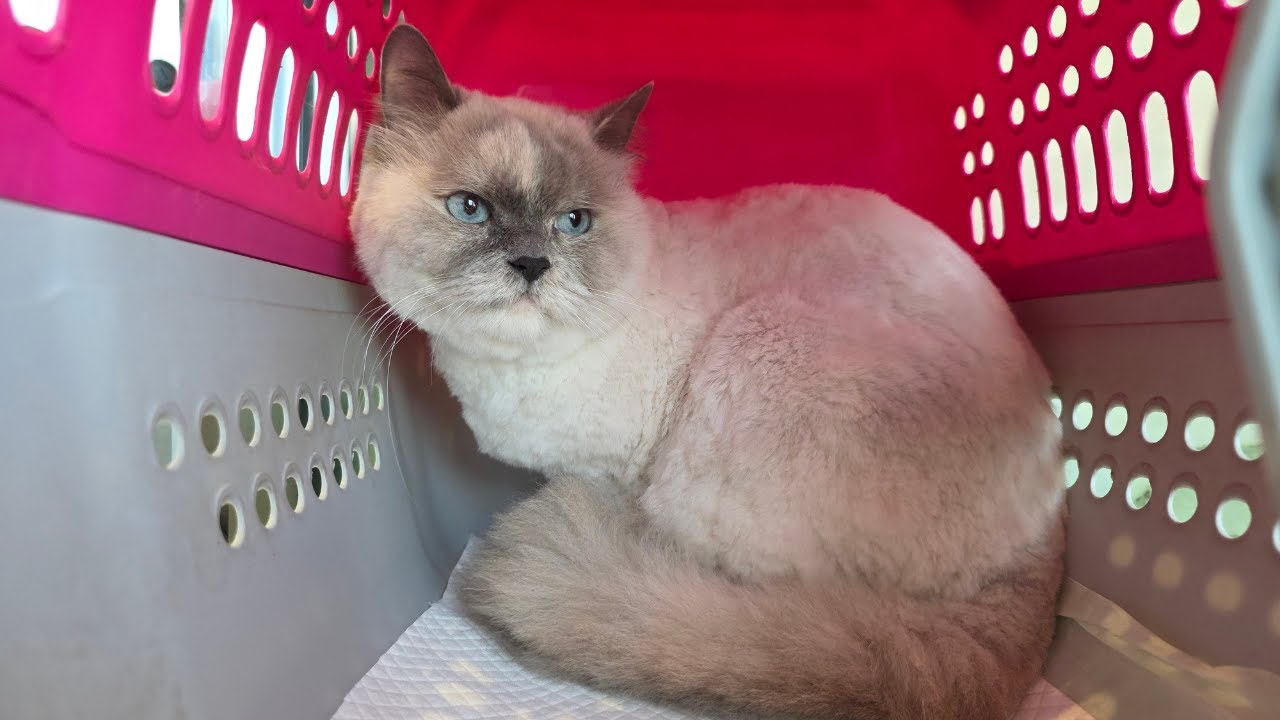Her owner said she's a Timid cat, is she?