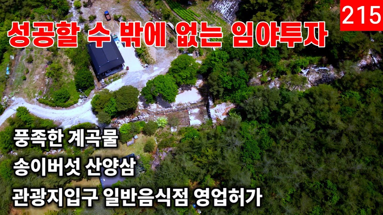 관광지 입구 2차선 도로접한 임야매매ㅣ송이, 산양삼, 계곡물 철철, 일반음식점 허가있는 건물포함ㅣ대박예감 임야경영