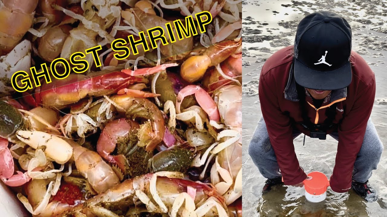 How To Catch Ghost Shrimp (Sand Shrimp Digging) on the Oregon Coast