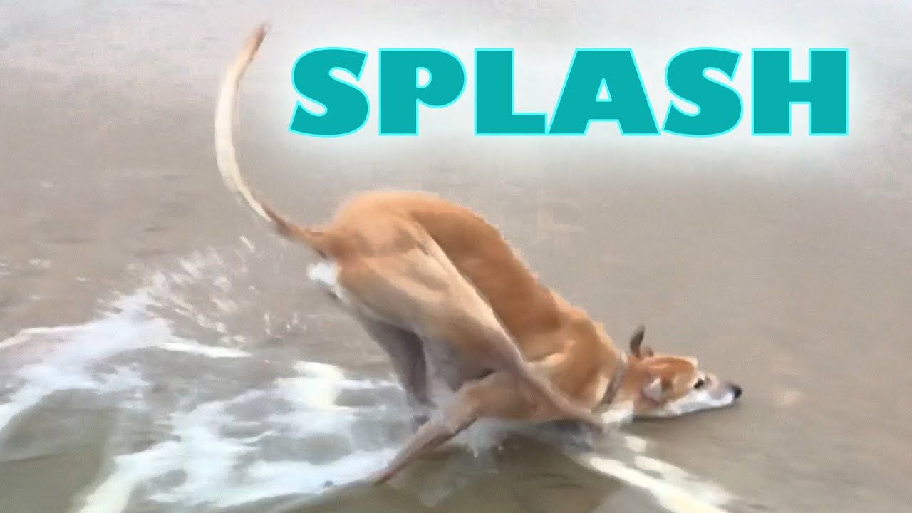 Lulu the Greyhound Falls Over