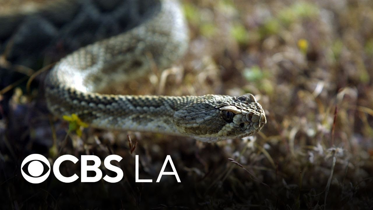 Orange County man dies after being bitten by rattlesnake