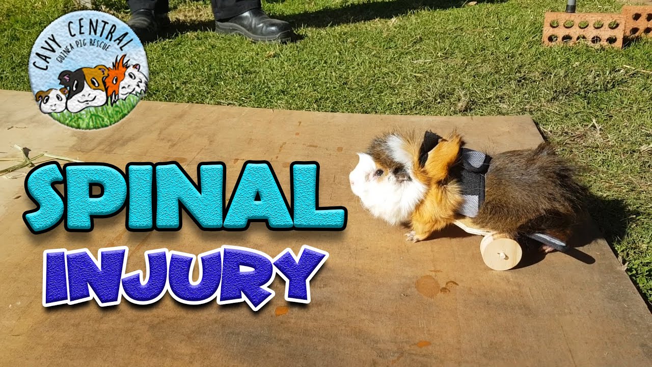 Guinea pig Rufus with Spinal Injury gets a wheelchair at Cavy Central Guinea Pig Rescue Guineamobile