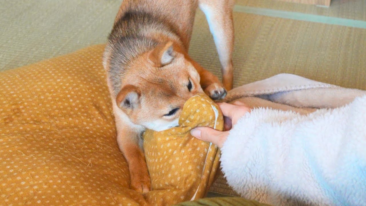 5-месячный мамэсиба, почему-то одержимый подушкой 🐾