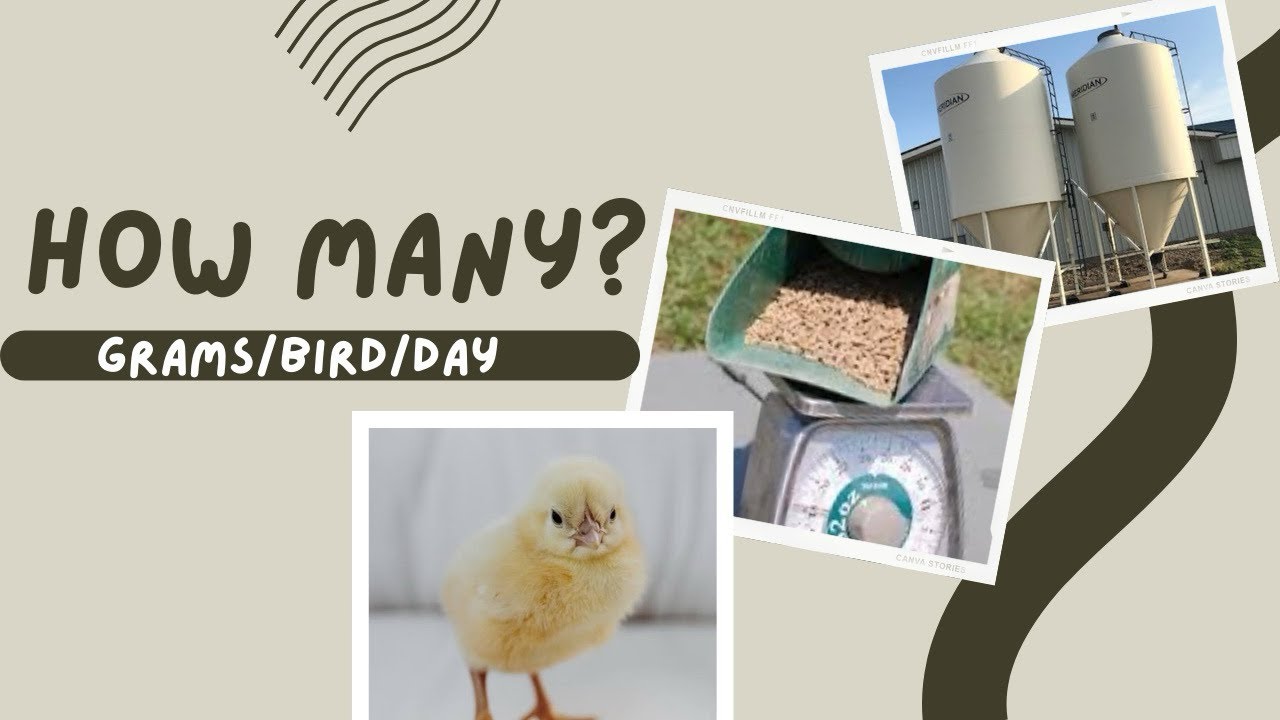 How much FEEDS do your LAYERS  need | Importance of weighing your Feeds