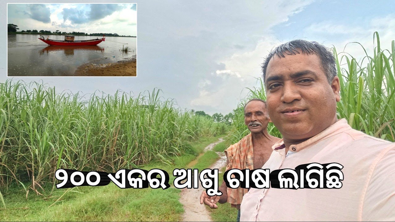 ୨୦୦ ଏକର ଆଖୁ ଚାଷ ଲାଗିଛି l କଷୋଟିବାଲି ଗାଁ l ଗୁହାଳ ଘରେ ରୁହନ୍ତି ମଣିଷ 😭 l Kasotibali village