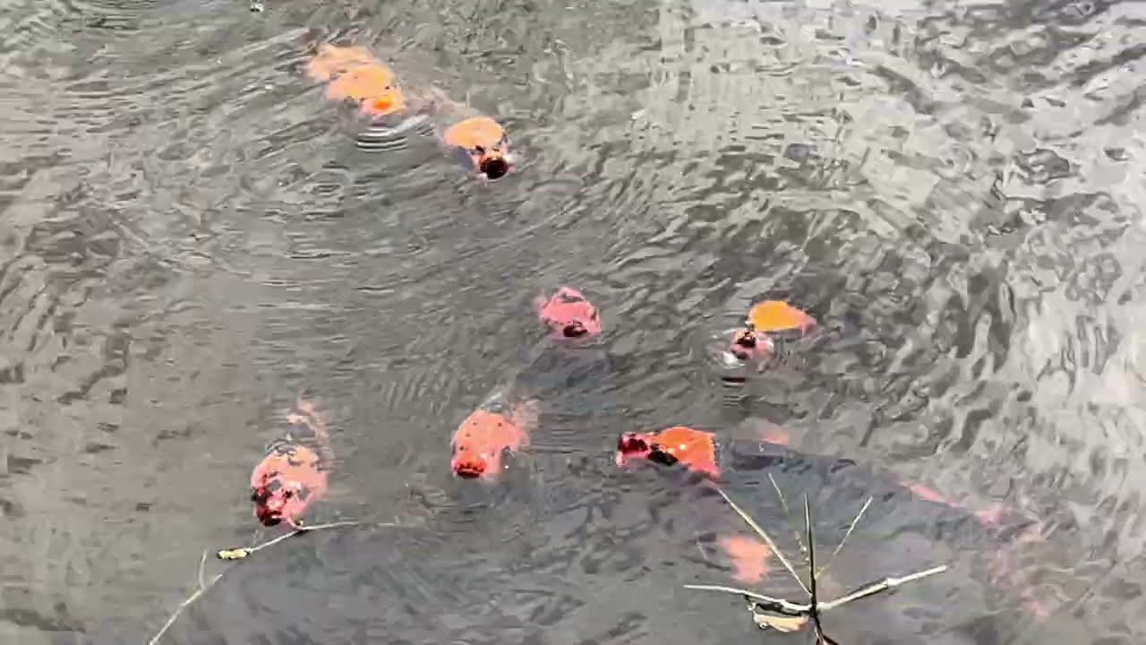 Koi Fish Gasping for Air