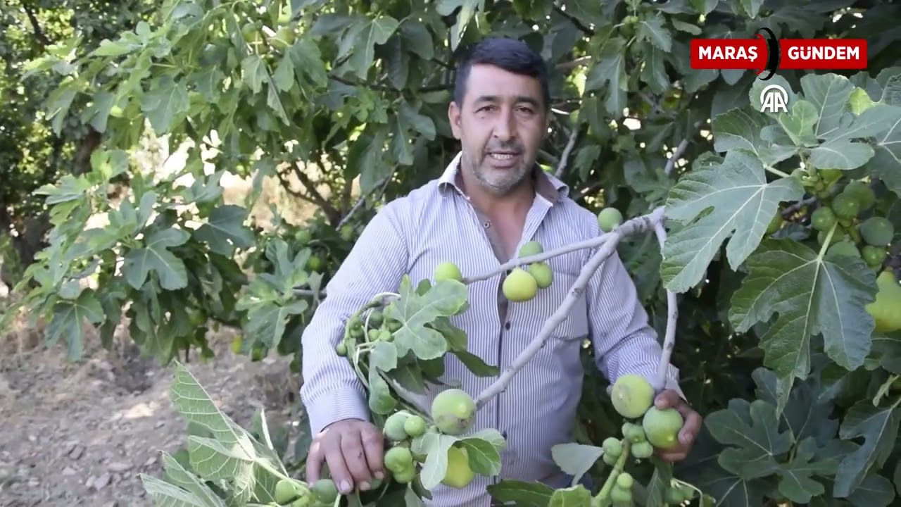 Yediveren incirinin hasadı başladı