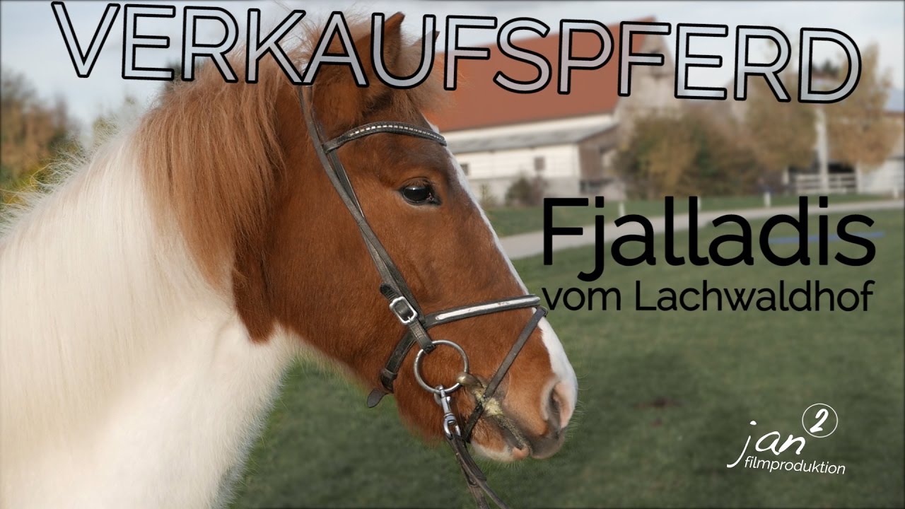 Fjalladis vom Lachwaldhof - bereits verkauft