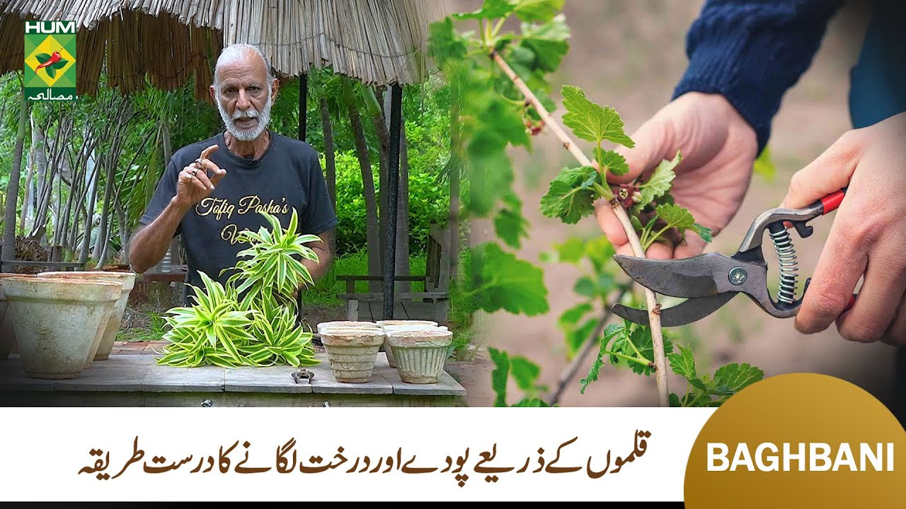 How to Plant Cuttings in a Pot | Baghbani | Tofiq Pasha Mooraj | Masala TV