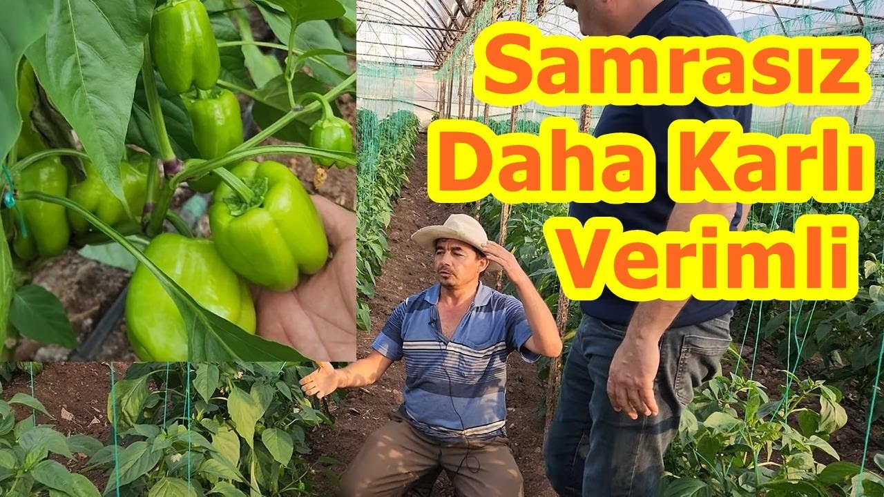 Sadece Samra İle Sera Toprağı İstediğiniz Gibi olur mu? Toprak Hazırlığı - Biber Gübreleme