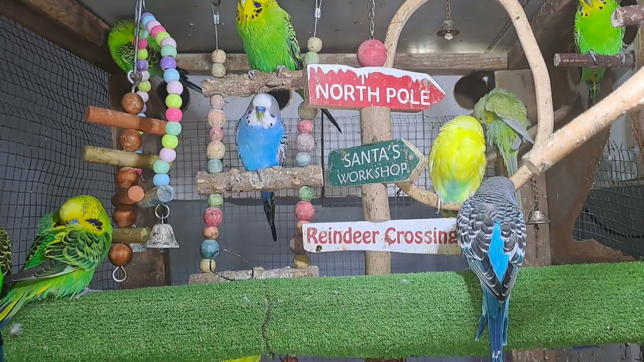 “This parrot just stole the show! 🔥🦜 #ForYou #Viral”
