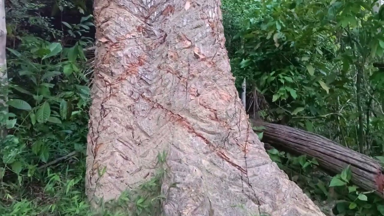 ipoh tree