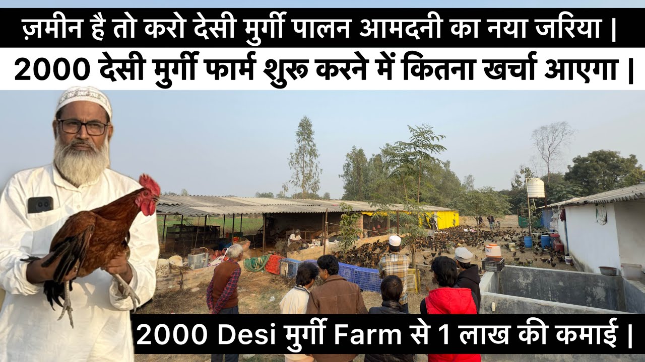 2000 मुर्गी फार्म बनाने में कितना खर्च आएगा और कितना मुनाफा होगा || Desi Poultry Farming Business 