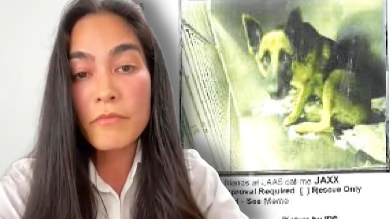 Volunteer Awarded $6.8M After Shelter Dog Attacked Her