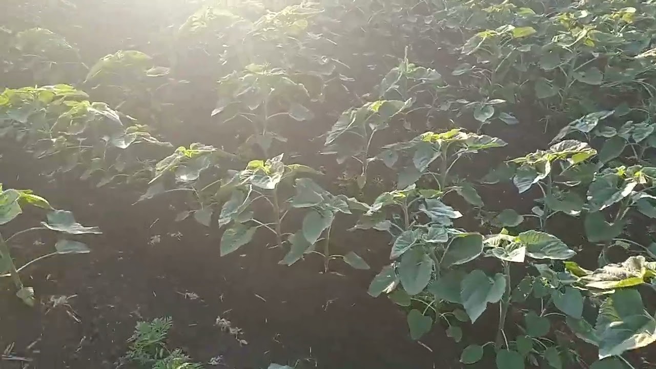 Сурелі від сингенти. Діло буде!🌻🌻