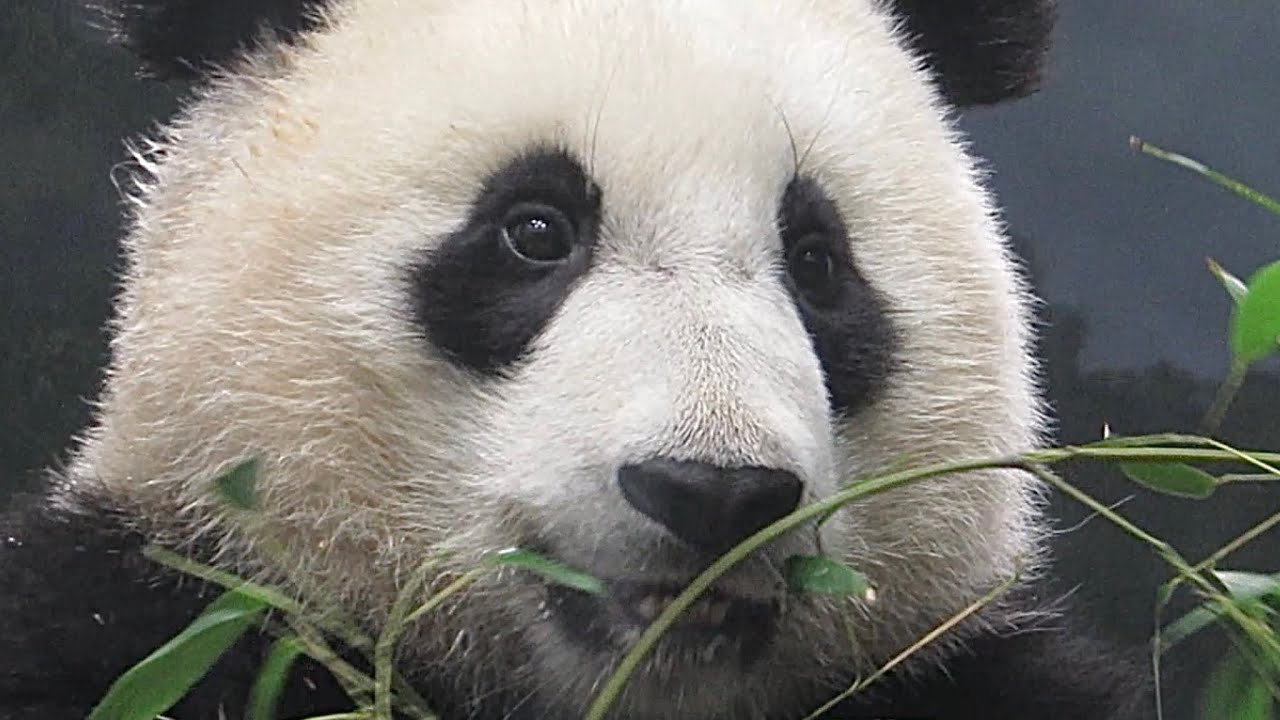 Panda Xiao Qi Ji - Christmas Joy