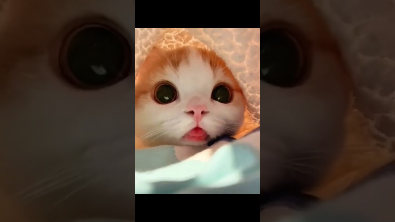 The Cutest Cat You'll See Today! 😻#CuteCat #AdorablePets #CatLovers #KittensOfInstagram #FluffyLove