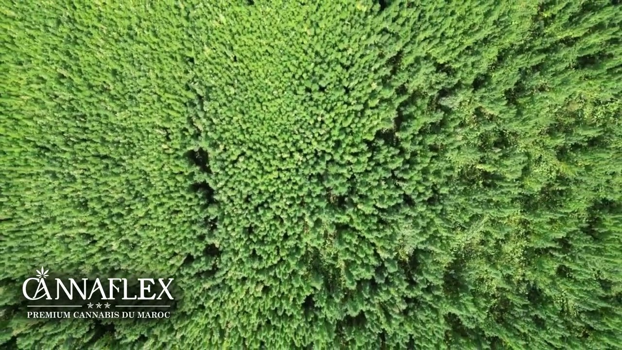 CANNAFLEX MOROCCO