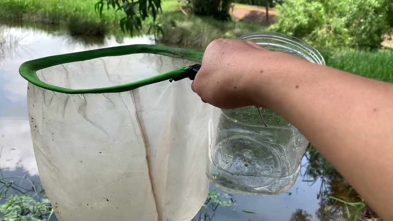 Catch wild betta fish and cute little fish in the wild to raise🐠| Nguyen Tuan Betta