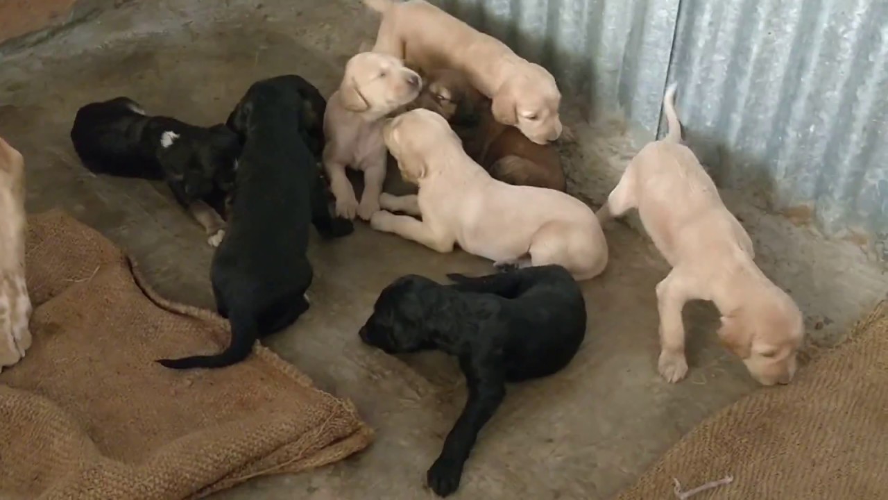 ARM Dog Kennel : Show Quality Healthy Pashmi Puppies Available For Sale Contact 7775051999