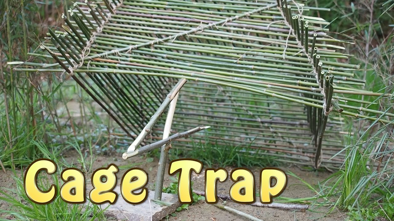 How To Make A Bird Trap