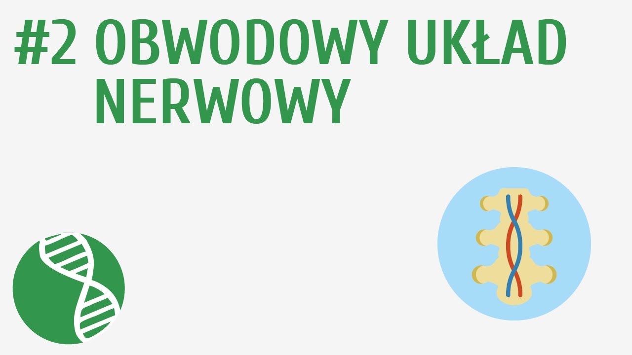 Obwodowy układ nerwowy #2 [ Regulacja nerwowo-hormonalna ]