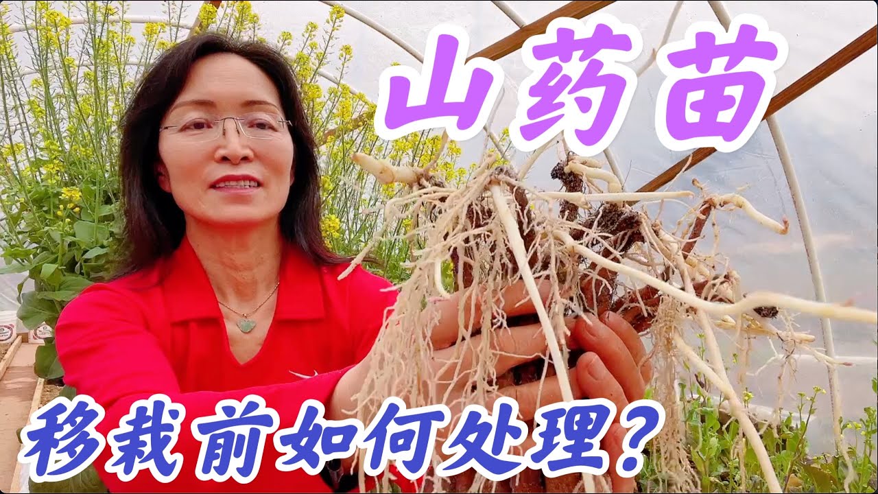 山药育苗，山药苗移栽前期如何处理?