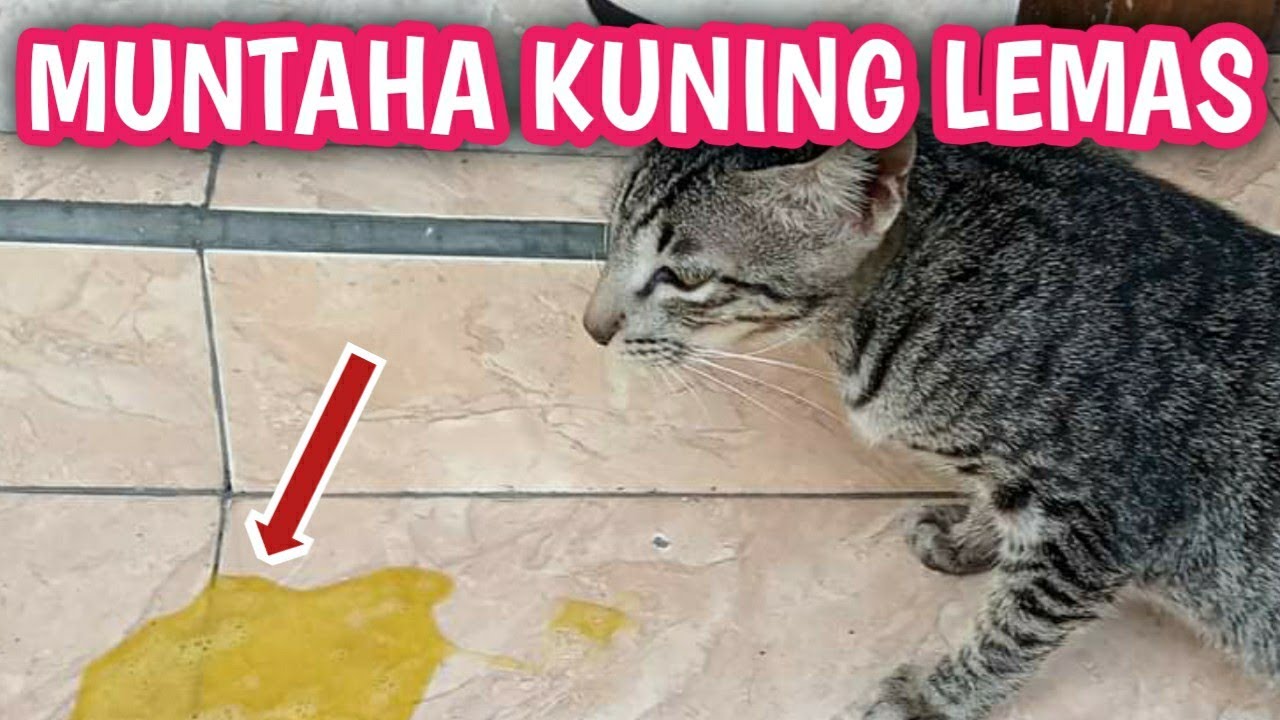SOLUSI KUCING MUNTAH KUNING LESU TIDAK MAU MAKAN