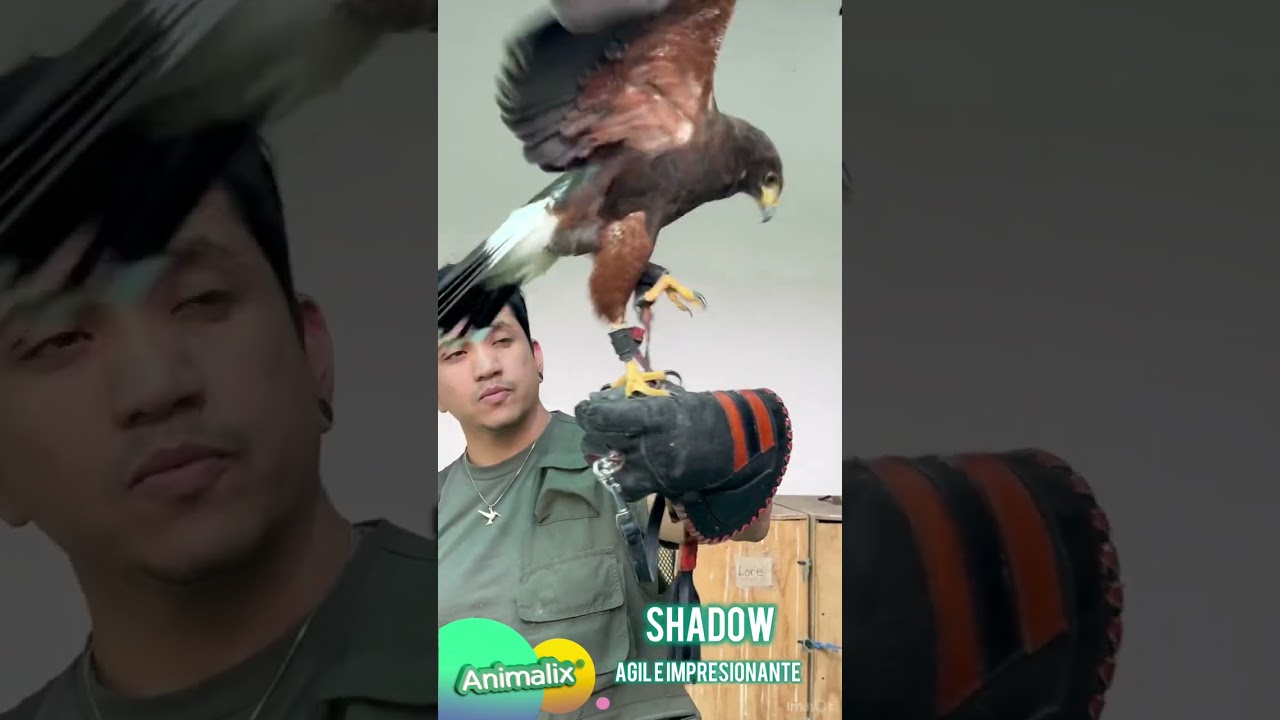 Halc&oacute;n Harris Nativo de Mexico - Animalix